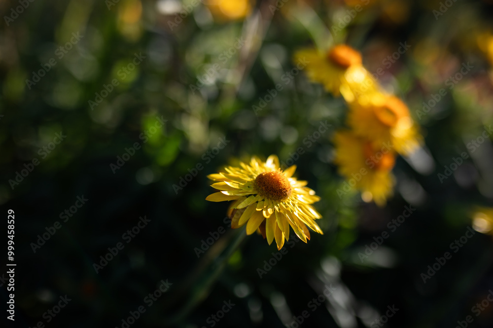 soft gentle flowers field glate sun bloom spring nature soft gentle flowers field glate sun bloom spring nature