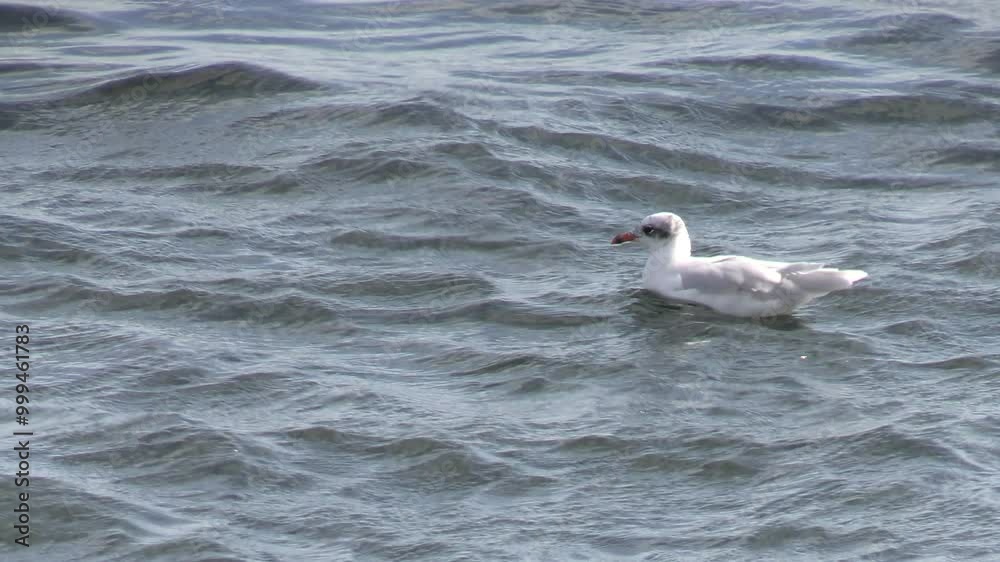 mouette, en gros plan, sur l'eau