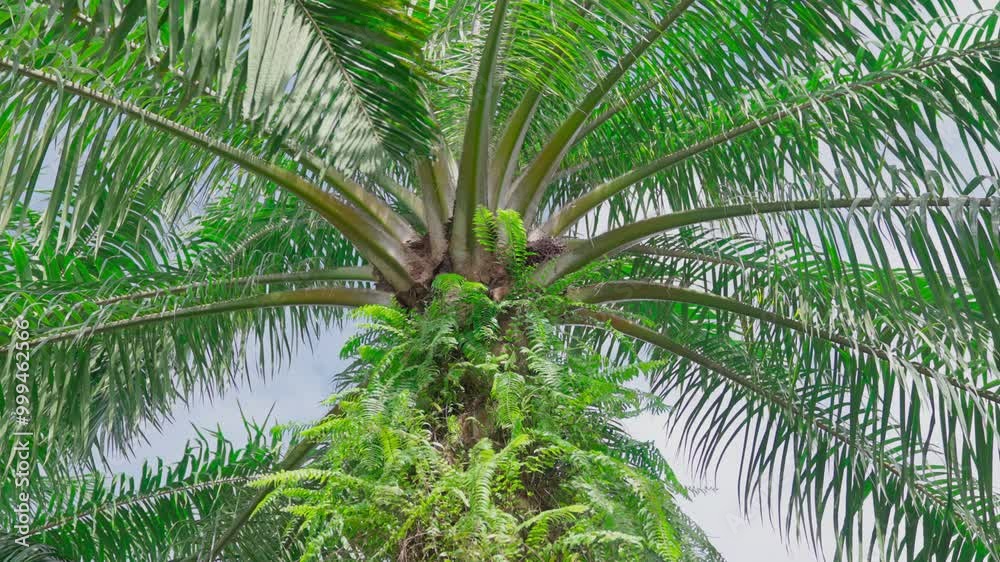 View of oil palm plantation in Indonesia View of oil palm plantation in Indonesia