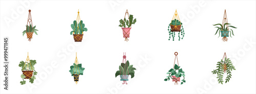 Hanging Houseplant flat illustration set. Vector art illustration isolated.