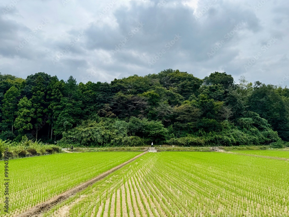 rice field rice field