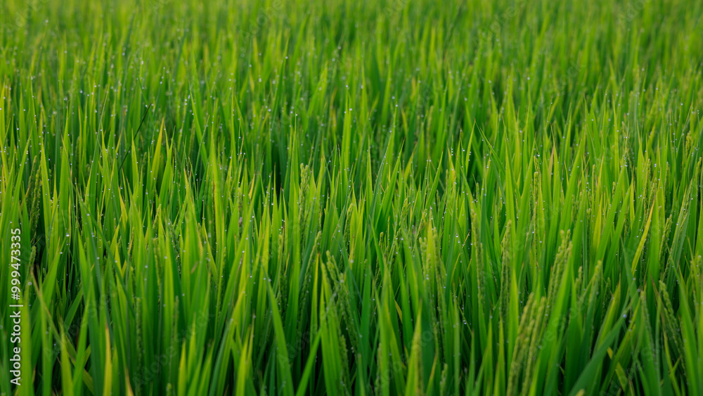 Blades of green grass and rice in field before harvest Blades of green grass and rice in field before harvest