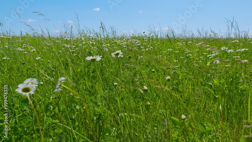 Wild Chamomile Matricaria Recutita Flowers In Bloom. Chamomile And Clovers Flowers Background. Summer Floral Concept. Field Of White Daisies In Wind Swaying. photo