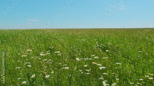 Chamomile And Clover Field. Flowers Are Swaying In Wind. Meadow With Blooming Chamomile And Clover At Sunset. Flora And Biology Concept. Advertising Background.