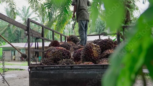 Workers activities on oil palm plantations