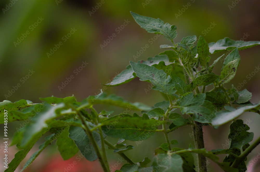 close up of tomato plant in garden close up of tomato plant in garden