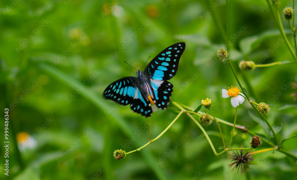 defocus on the beautiful Graphium doson butterfly defocus on the beautiful Graphium doson butterfly