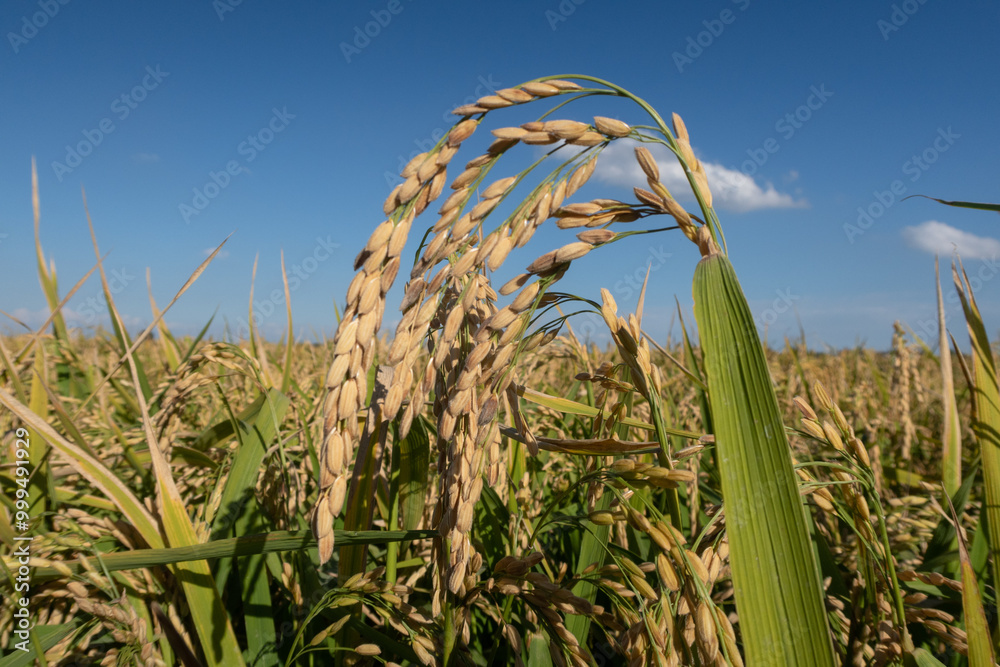 Rice plant ear vision close up sun sky from below