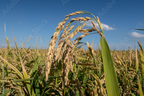 Obraz na płótnie Rice plant ear vision close up sun sky from below w salonie