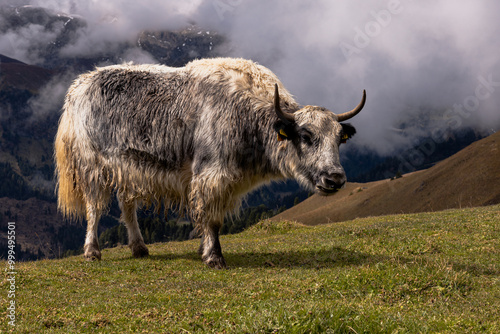 Valokuva yak in dolomites