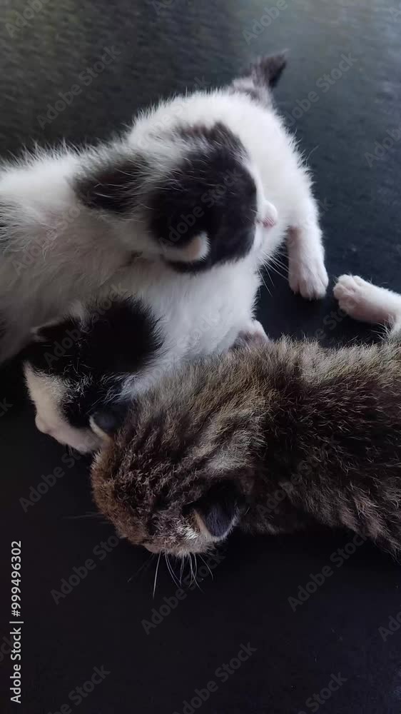 video of three newborn kittens. two kittens with white fur and black markings and one with brown striped fur. kittens close together on a black table.
