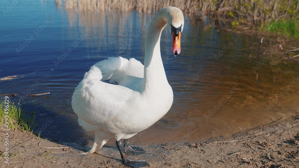 Obraz premium white swan on the shore near the lake. wild bird white swan on a pond in the wild. a bird walks on the sand near the river sun in nature