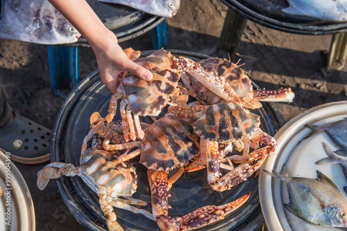 Colourful sea crabs for sale at Harne or Harnai Bandar or Port, Harne or Harnai, Dapoli, Konkan, Maharashtra, India, Asia photo