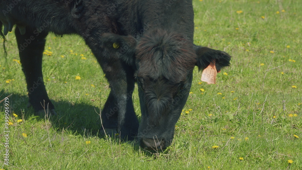 Fototapeta premium Cows On A Field. Amazing Scenery Of Herd Of Black Angus Cows Pasturing On Green Meadow. Mother Black Cow And Calf.