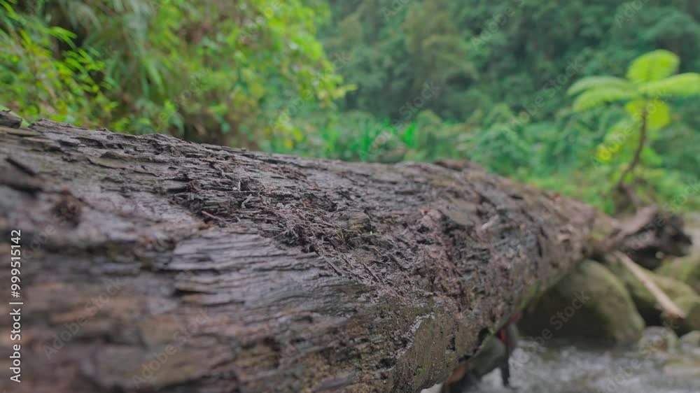 Slow motion video of a woman exploring Indonesia's tropical rainforest Slow motion video of a woman exploring Indonesia's tropical rainforest