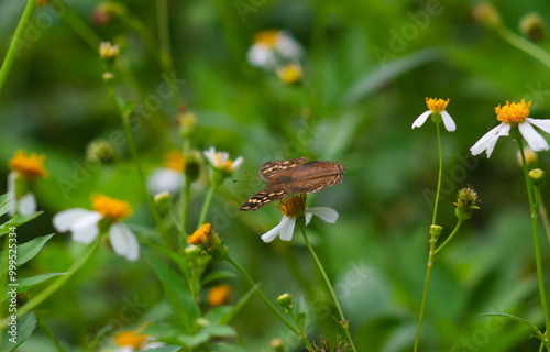 A brown butterfly with small circle motifs on both wings, perched on the flower. photo