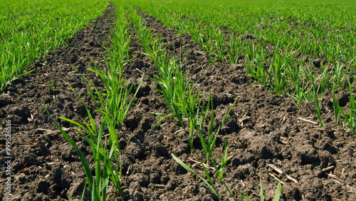 Grain Cultivation Farm. Green Field Of Early Wheat At Day Sunlight Movement. Fresh Green Rye Plant Grow. Beautiful View Of Endless Green Agricultural Field On Spring Day.