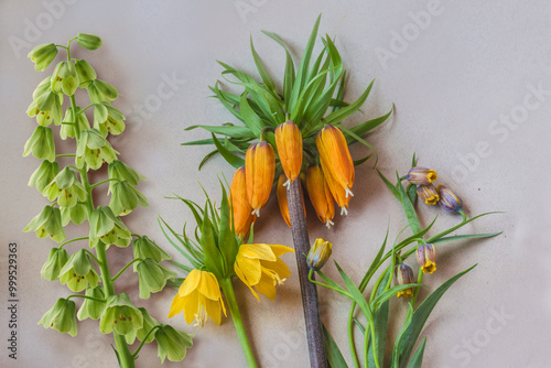 Set fritillaria of different types on a gray table. photo