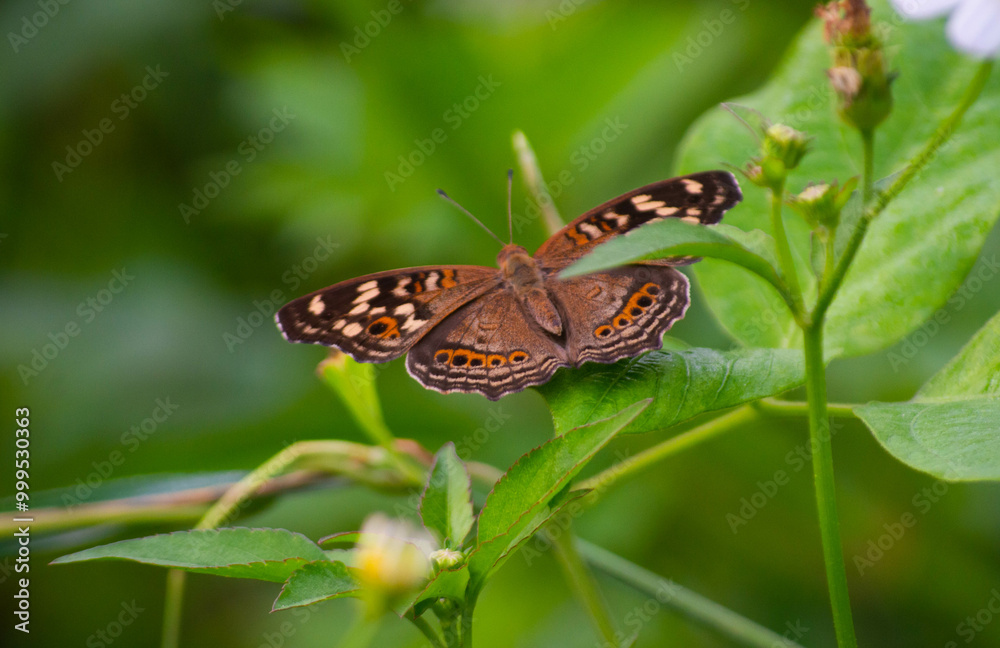 A brown butterfly with small circle motifs on both wings, perched on the leaves. A brown butterfly with small circle motifs on both wings, perched on the leaves.