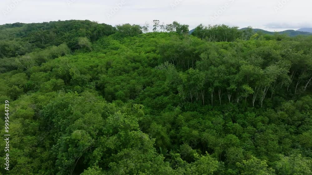 Exploring the Lush Green Landscape of a Dense Forest in the Early Morning Light Exploring the Lush Green Landscape of a Dense Forest in the Early Morning Light