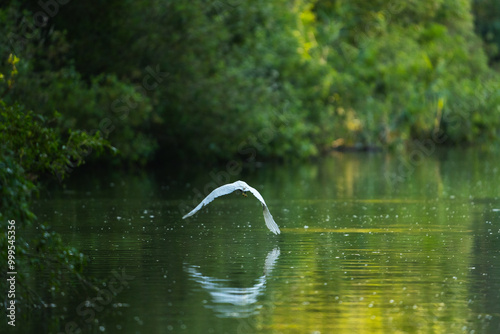 heron in flight photo