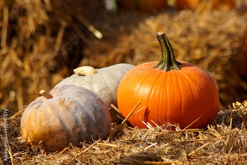 Three pumpkins of different sizes, one yellow and two white, lie on dry grass and hay. The blurred background complements the autumn composition. photo