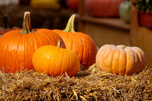Beautiful orange pumpkins, of different sizes, lie on dry grass - on hay. Autumn composition.