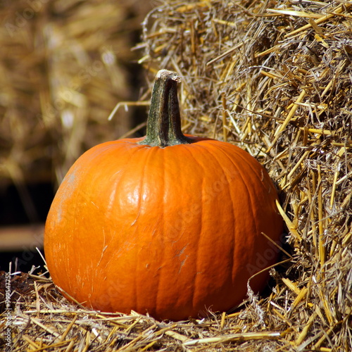 A beautiful large orange pumpkin stands alone in the middle of the photo frame on dry grass - on hay. square photo. Autumn composition of agriculture.