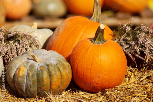 A beautiful composition of orange, green and white pumpkins, complemented by heather bushes. Everything is on dry grass - on hay. Horizontal photo. Autumn composition of agriculture.