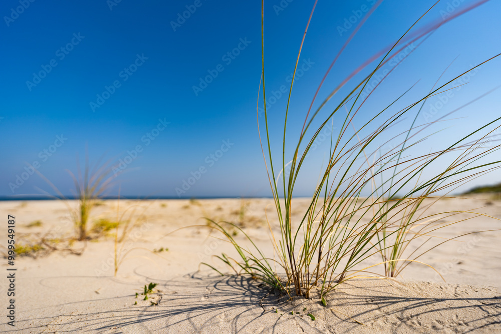 Close-up of beautiful white sand on beach by sea on sunny cloudless day. Grass growing on the beach. Dune vegetation. Postcard from nature. Summertime on beach. Close-up of beautiful white sand on beach by sea on sunny cloudless day. Grass growing on the beach. Dune vegetation. Postcard from nature. Summertime on beach.