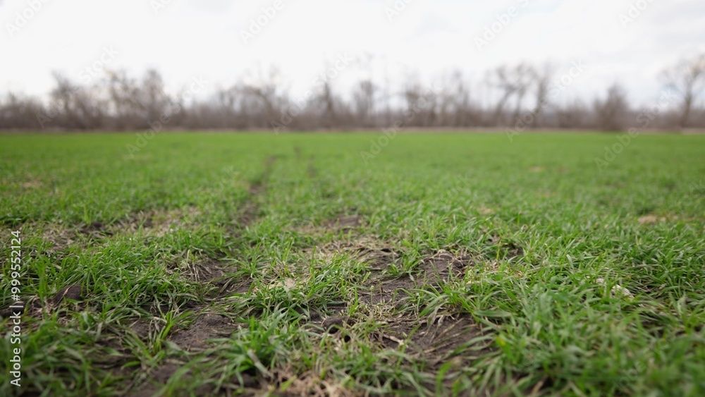 green wheat sprouts on early spring field. farming wheat green field agribusiness concept. walk in a large wheat field. agriculture young crop of green wheat crop in spring on field landscape green wheat sprouts on early spring field. farming wheat green field agribusiness concept. walk in a large wheat field. agriculture young crop of green wheat crop in spring on field landscape