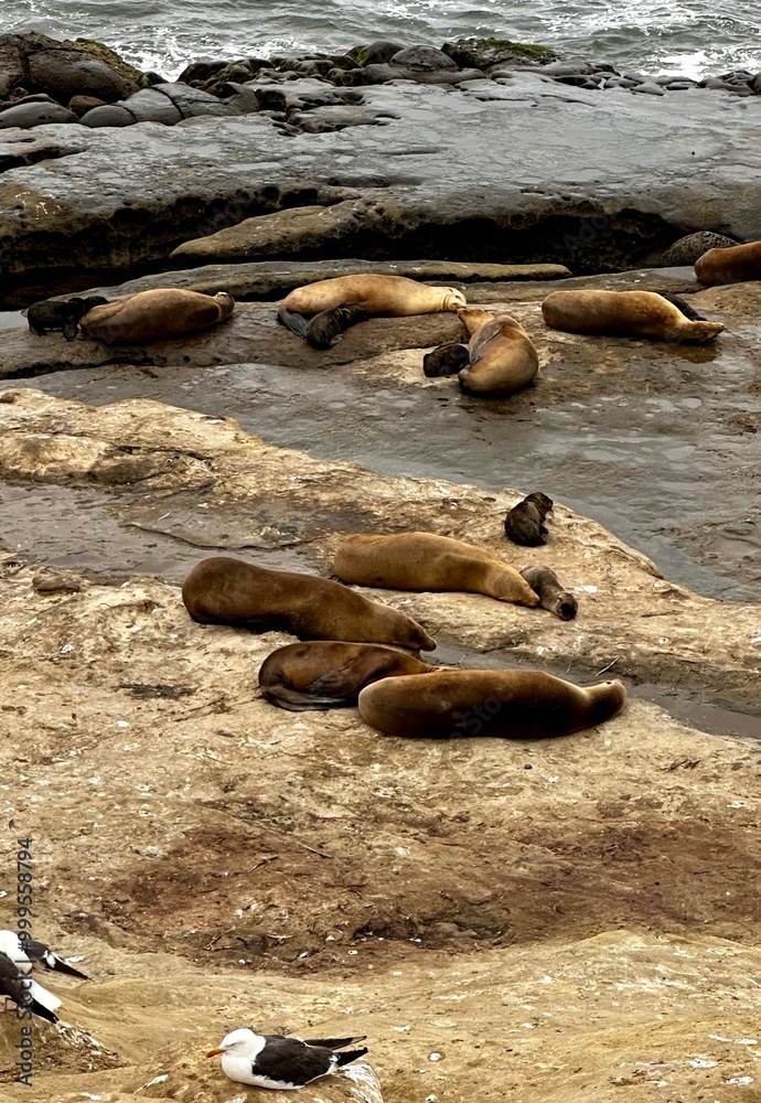 Obraz premium Sea lions resting on rocky terrain near the water�s edge at La Jolla, with birds nearby, capturing a serene coastal wildlife scene.