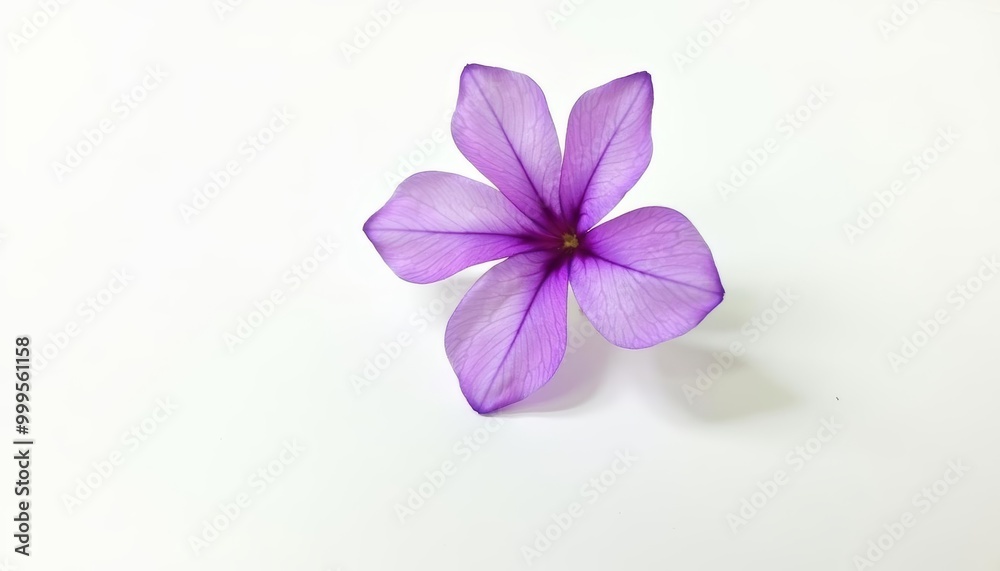 Purple flower bloom delicate and serene Purple flower bloom delicate and serene