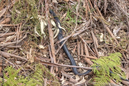 A Red-bellied Black Snake (Pseudechis porphyriacus) seen next to a walking track, in Sydney, Australia. They are poisonous and responsible for many bites every year on the East coast of Australia. photo