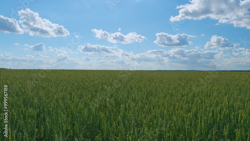 Farmer wheat field. Agriculture. Green field of early wheat at day delicate sunlight. Wide shot.