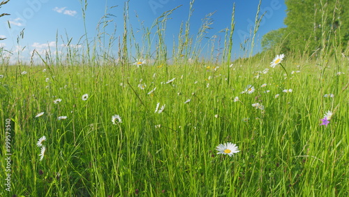 Blooming daisies in a field in summer. White daisy field. Wildflowers in nature spring. Slow motion. photo