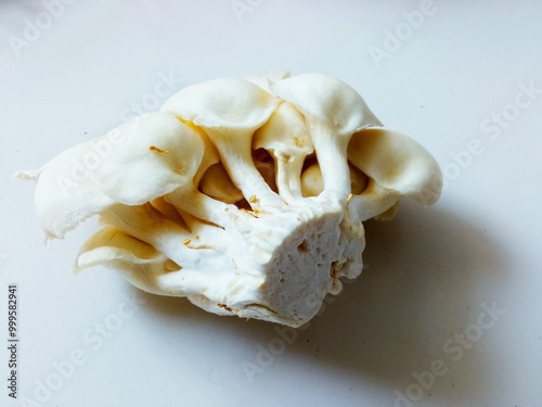 Fotografie Oyster mushrooms are edible mushrooms from the Basidiomycota group and belong to