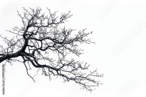 A black and white photo of a bare tree, perfect for using as a simple background or texture