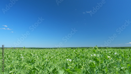 Young shoots and flowers in a field of green peas. Pea field in spring. Wide shot.