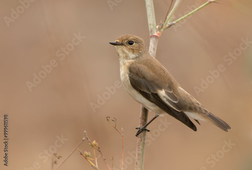 Pied Flycatcher