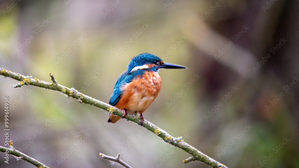 Zimorodek, kingfisher portret bokeh tło na gałązce Zimorodek, kingfisher portret bokeh tło na gałązce