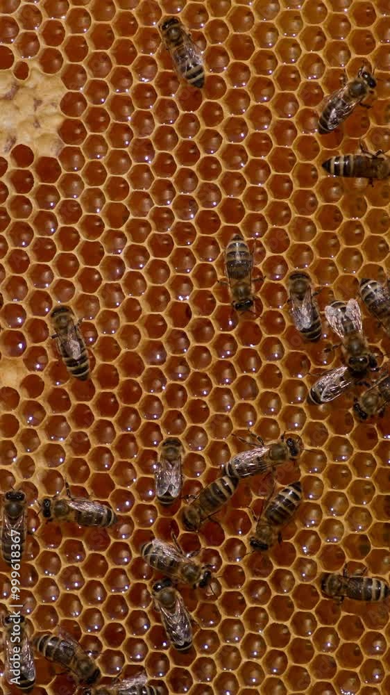 Beautiful yellow frame with honeycombs partially sealed with wax covers. Some bees are staying still, some moving by the frame. Close up. Beautiful yellow frame with honeycombs partially sealed with wax covers. Some bees are staying still, some moving by the frame. Close up.