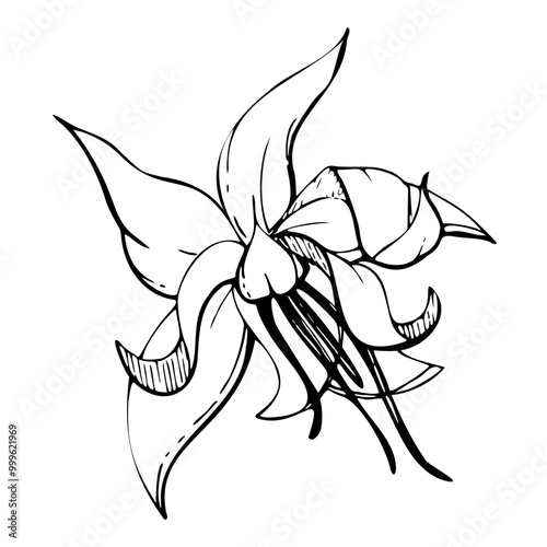 Coffee cocoa cacao vanilla flower, exotic tropical botanical illustration. Mayan aztec mexican plant. Hand drawn ink vector. Isolated single element for sweets cafe shop brochure, embroidery, travel