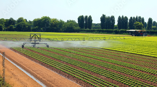 industrial sprinkler on the field of lettuce without using chemical fungicides but only natural organic fertilizers photo