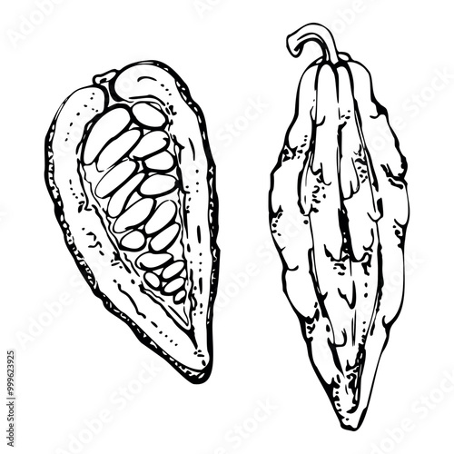 Coffee cocoa cacao beans nuts seed pods, stylized tree. Mayan aztec mexican plant. Hand drawn ink vector botanical illustration. Isolated single element. Design embroidery, travel, vacation, brochure