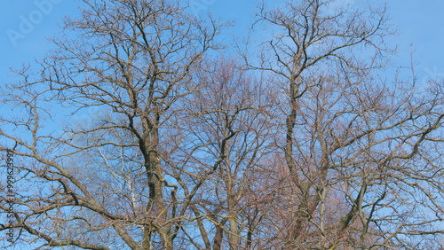 Oak tree limbs in contrast against a clear blue refreshing spring sky. Towering overhead with rough bark. Pan.