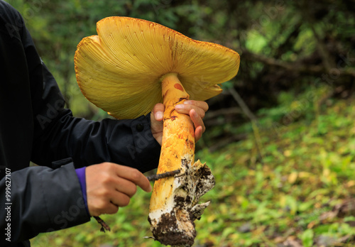 People hold amanita caesarea, orange mushroom edible in forest of China photo