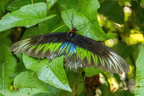 Canvas Print The serene Taman Rama-rama garden in Kuala Lumpur offers the perfect backdrop for a captivating macro photograph that beautifully captures the elegance of a butterfly