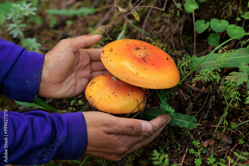 People hold amanita caesarea, orange mushroom edible in forest of China photo