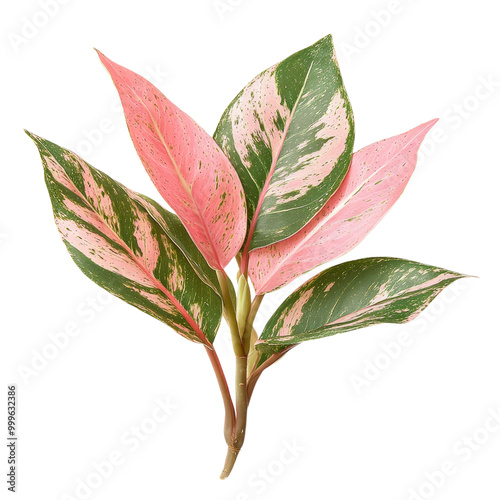 Fresh pink rose with green leaves isolated on white background, close-up shot